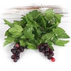 JOART 高級人造藤蔓 仿真花 水果藤蔓 居家裝飾 壁飾藤蔓 07.水果藤蔓11款：葡萄, 07.水果藤蔓11款:葡萄