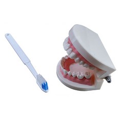 牙齒模型+牙刷 S號, 1組