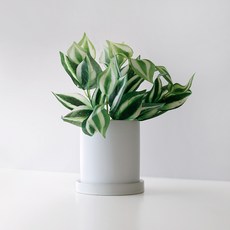 블루밍앤미 그린 홈가드닝 조화 + 인테리어 화분 세트, 달개비, 화이트(화분), 1세트