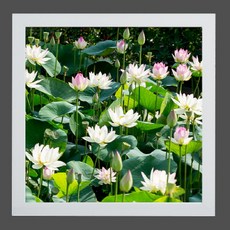 GGOOMIM 蓮花裝飾畫框 2款, 白色, 1個