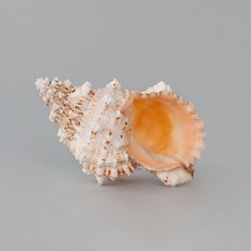 Mdesign 刺海螺裝飾模型, 混色