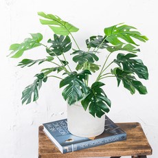 RYMD 龜背竹白石樹和諧, 混色