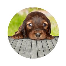 스윗리빙 릴렉스 펫 주방매트, 12, 1개