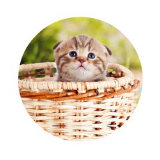 Sweet Living 舒壓寵物廚房地墊, 01, 1個