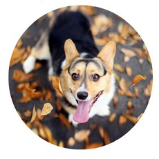 Sweet Living 日常寵物廚房地墊, 03, 1個