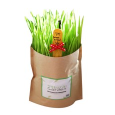 네츄럴가든 식물키우기 텃밭세트 크라프트, 밀싹