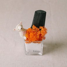 아스파시아 디니위드 스칸디아모스 숯 화분 어텀, 1개