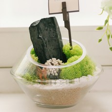 아스파시아 포레스트 무드 스칸디아모스 숯 화분 스프링그린, 1개