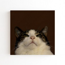 大家的工廠 貓咪白樺木室內裝飾畫框 TYPE 08 挪威森林貓