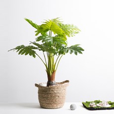 마쉬매리골드 셀렘포트, 혼합 색상, 1개