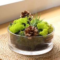 모리앤 공기지킴이 비장탄 모스 수반, 1세트