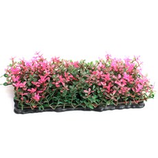 랑후 인조잔디 장식 A81151, 1개