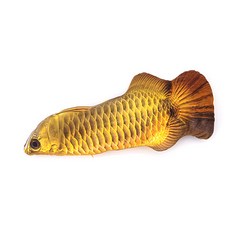 Super Six貓咪魚形狀貓薄荷枕頭 黃金龍 60cm, 混色, 1個