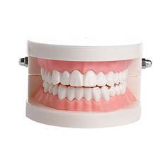 DM牙齒結構牙齒模型, 1個