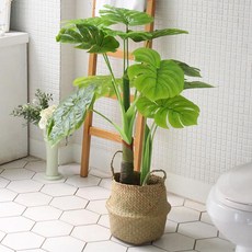 모리앤 몬스테라 조화나무 화분, 혼합 색상, 1개