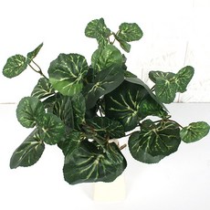 Joart 地被植物 天竺葵, 混合顏色, 1個