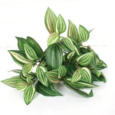 JOART 地被植物 moongaebi, 白色的