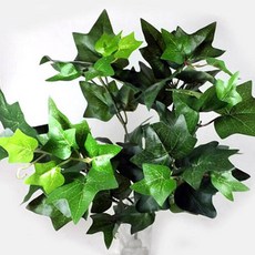 zoart 地被植物 常春藤