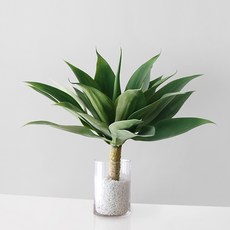 블루밍앤미 투명 아가베 스톤 세트, 화이트스톤, 1세트