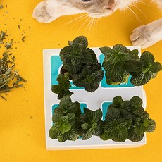 PLANTY Nsing Square Catnip Set 水培法, 1套