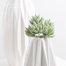 和諧多肉迷你博格蘭, 綠色, 1個