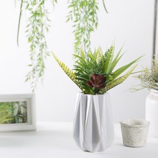 和諧蕨菜多汁混合, 綠色, 1個