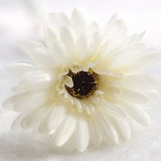 Block Mart 仿真非洲菊 菊花 5入, 象牙白