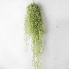 RYMD 틸란드시아 행잉 플랜트, 1개