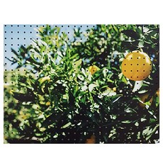 앤비커머스 室內裝飾洞洞板 綠黃色ABC WHITE, 1個