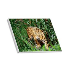 Hello Painting 親手繪製DIY帆布圖稿 迎面而來的豹, 1