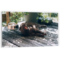 유브이디에스 아트보드 주방시트지 하품하는 고양이, 1개