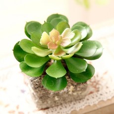 스윗리빙 스톤스타 인테리어 조화 화분, 10-2, 1개
