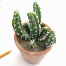 Happy Village 室內裝飾用人造積木仙人掌, C型, 1個