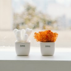 아스파시아 생화 메플레르 더블 산호 + 모스 화분세트, 어텀, 1세트