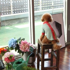 Dasom 寵物撞色領針織T恤, 薄荷綠, 1個