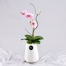 행복한세상 사랑만천홍 화분, 화이트(연핑크), 1개