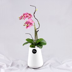 행복한세상 사랑만천홍 화분, 화이트(딥핑크), 1개