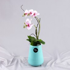 행복한세상 사랑만천홍 화분, 블루(화이트), 1개