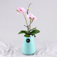 행복한세상 사랑만천홍 화분, 블루(연핑크), 1개