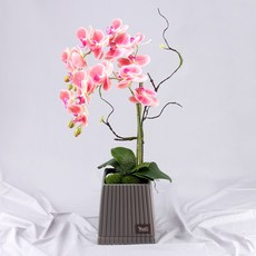 행복한세상 고급 9대호접 화분, 그레이(오렌지), 1개
