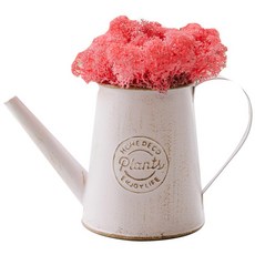 ASPASIA 清潔空氣苔蘚盆栽 Scandia 粉紅色, 1個