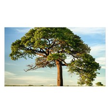 UVDS 아트보드 커다란 나무, 1개