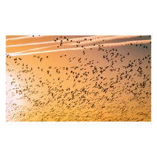 UVDS 주방 아트보드 수많은 새, 1개