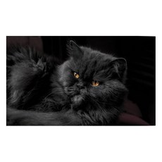 유브이디에스 아트보드 주방시트지 근엄한 고양이, 1개