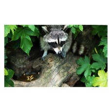 유브이디에스 아트보드 주방시트지 경계하는 라쿤, 1개