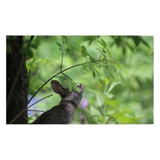 유브이디에스 아트보드 주방시트지 고개를 든 동물, 1개