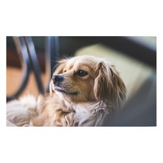 유브이디에스 아트보드 주방시트지 귀가 큰 강아지, 1개