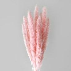 BLOOMING&ME 永生蒲葦草 一束 60cm, 粉紅色
