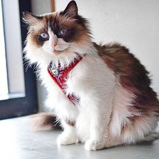 캐츠피아 네이브 겨울 패션 고양이 하네스 가슴줄 A, 와인, 1개