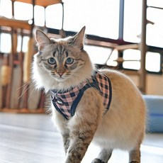 캐츠피아 로빈 겨울 패션 고양이 하네스 가슴줄 B, 핑크, 1개